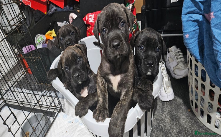Cane Corso dogs - Advert 4