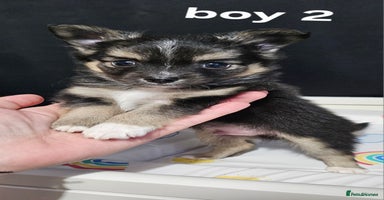 Pomchi dogs - Advert 2