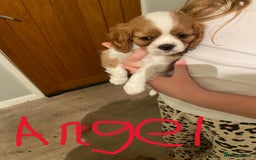 Cavalier King Charles Spaniel dogs for sale: Stunning Cavalier king Charles Spanniel Puppies - Advert 5