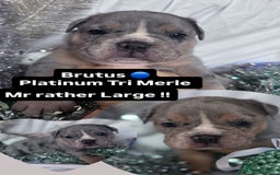 English Bulldog dogs for sale: 11 wonderful healthy happy bulldog babies  - Advert 9