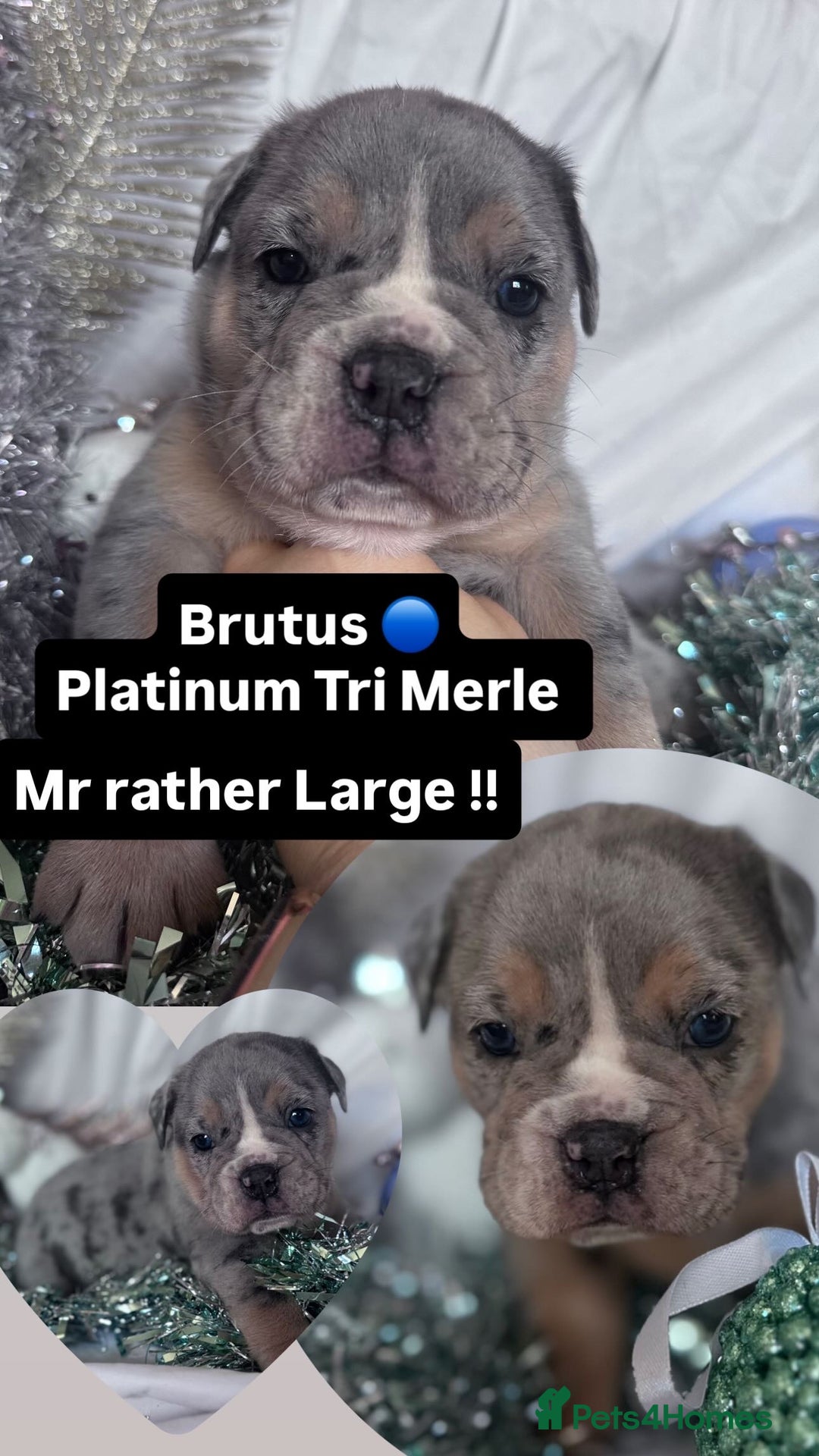 English Bulldog dogs for sale: 11 wonderful healthy happy bulldog babies  - Advert 9