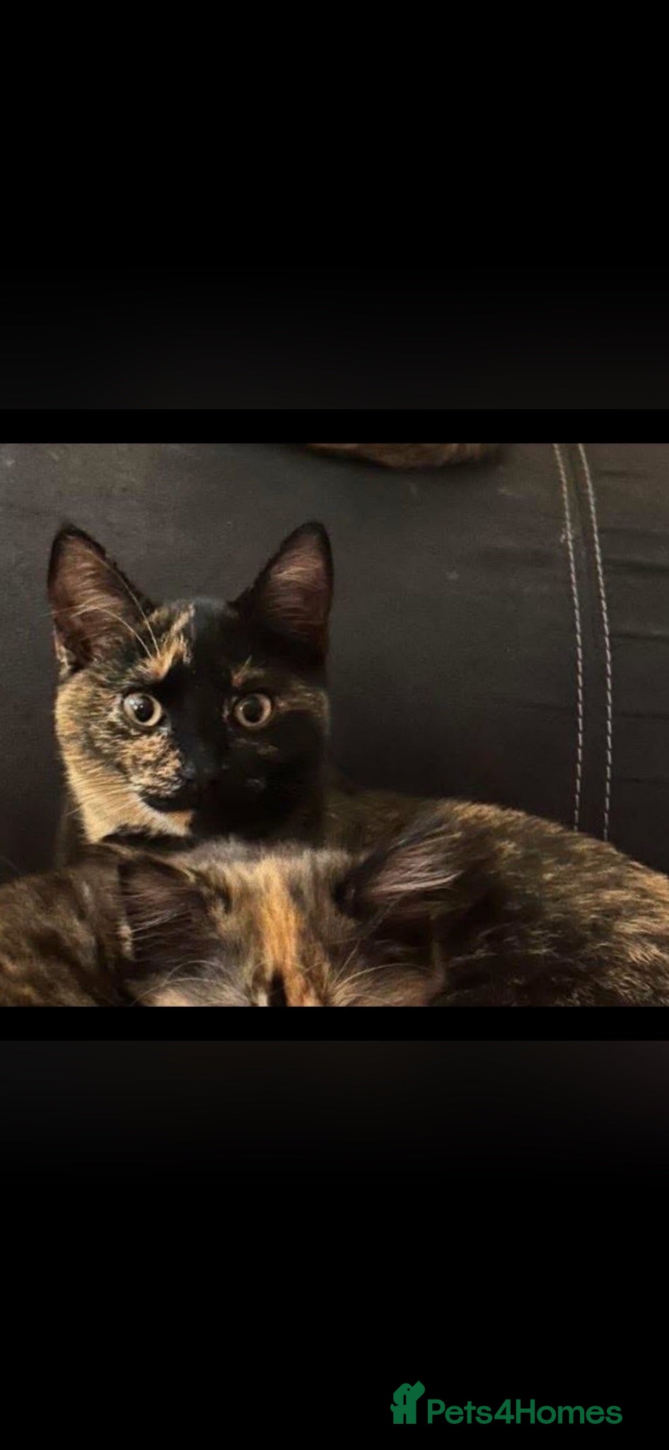 Mixed Breed cats 8 beautiful kittens looking for there forever home - Advert 3