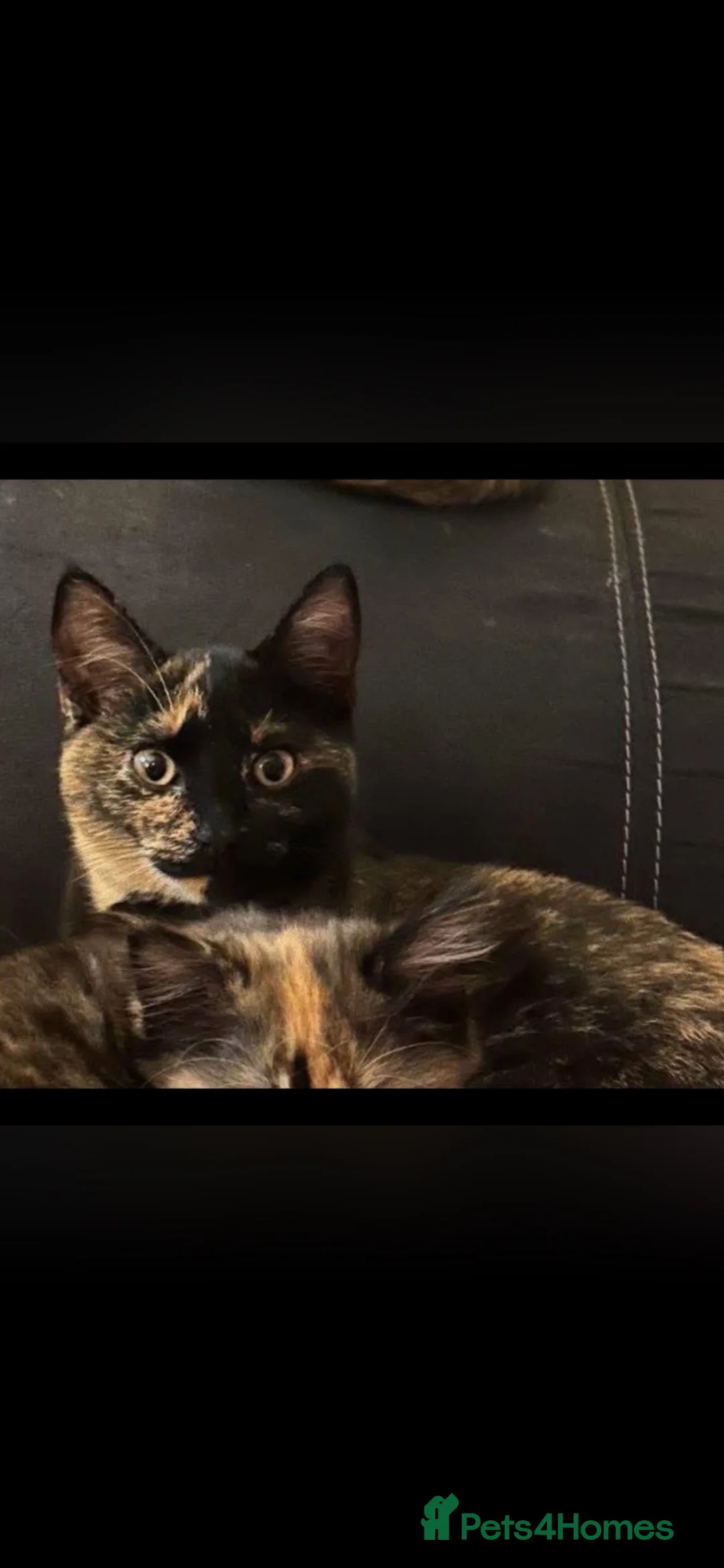 Mixed Breed cats for sale: 8 beautiful kittens looking for there forever home in Fraserburgh - Advert 1