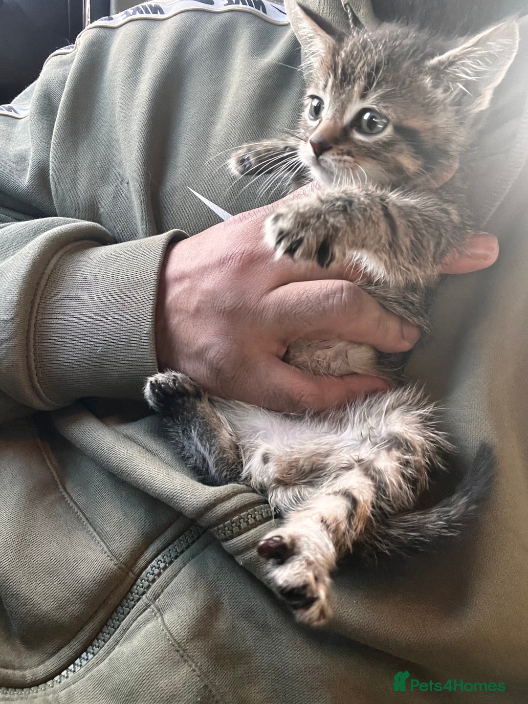 Mixed Breed cats for sale: Stunning litter of Bengal x Ragdoll kittens ready - Advert 7