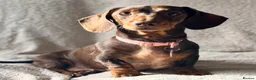 Miniature Dachshund dogs for sale: Lottie  - Advert 1