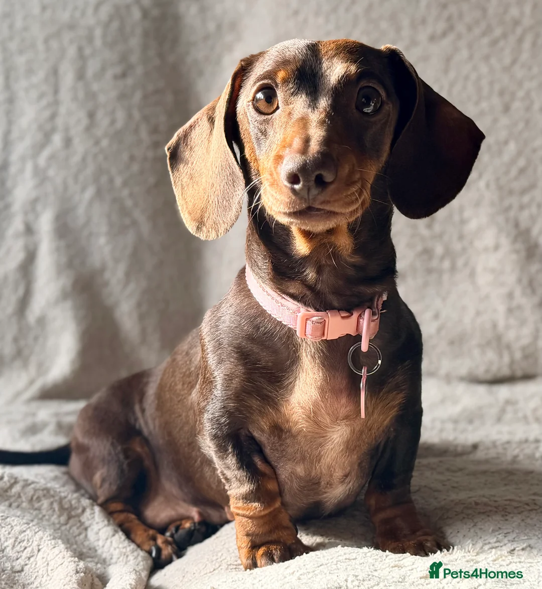 Miniature Dachshund dogs for sale: Lottie  - Advert 1