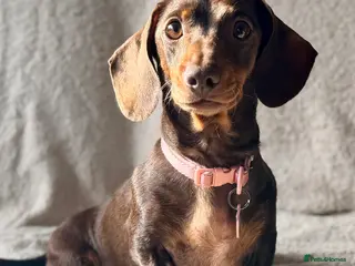 Miniature Dachshund dogs Lottie - Advert 1