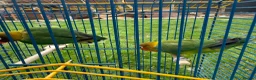Lovebirds birds for sale: Lovebirds can do flips - Advert 6