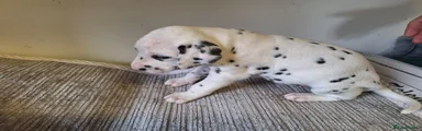 Dalmatian 5