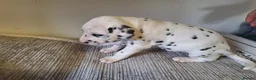Dalmatian dogs for sale: Perdi's litter in Yeovil - Advert 5