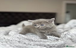 British Shorthair cats for sale: Our beautiful cute shorthair blue kittens - Image 19