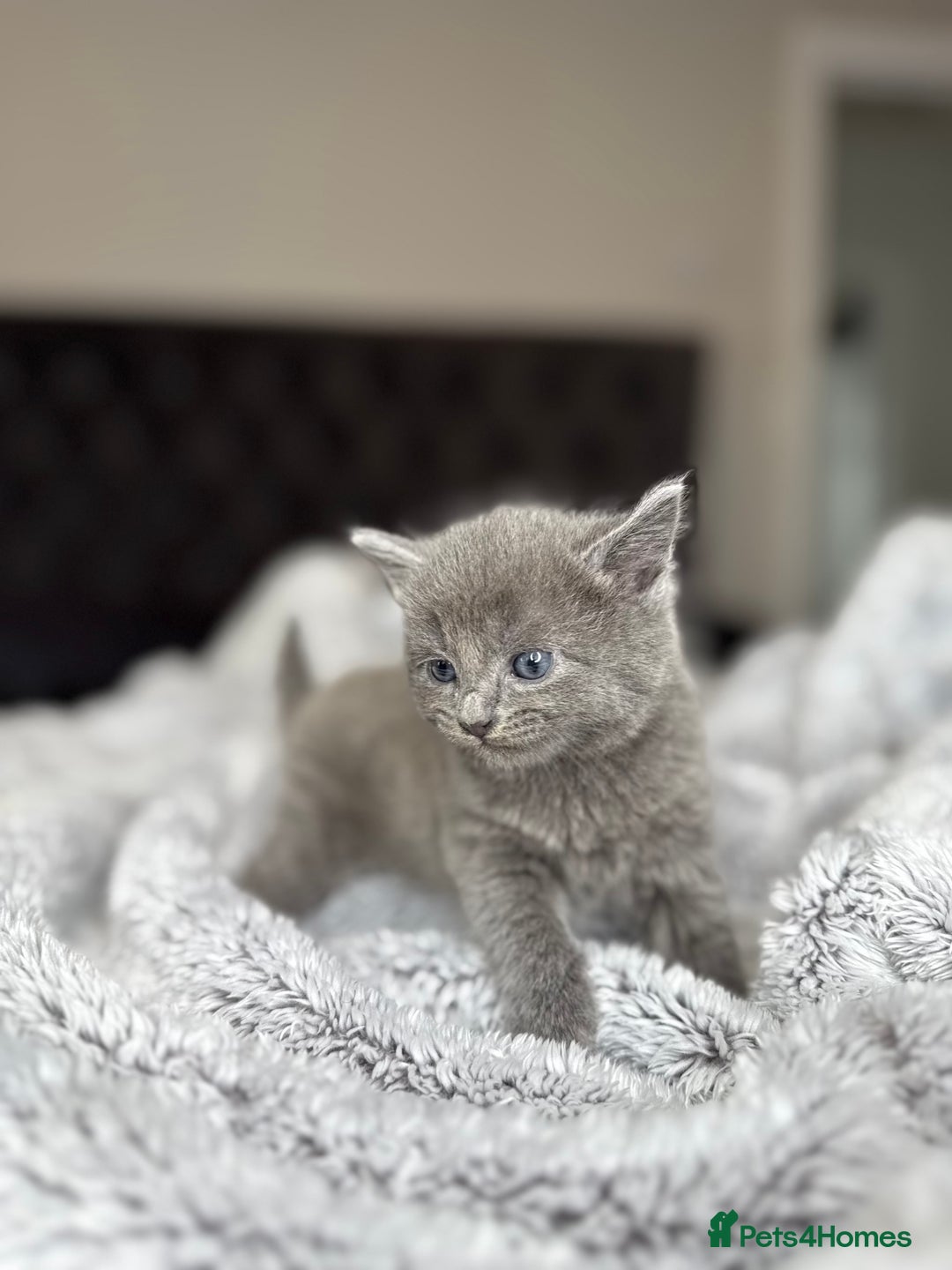 British Shorthair cats for sale: Our beautiful cute shorthair blue kittens - Image 19