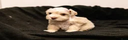 Miniature Schnauzer dogs for sale: Miniature Schnazuer puppies - American bloodlines  - Advert 19