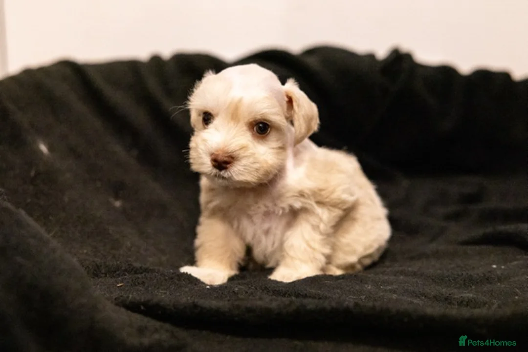 Miniature Schnauzer dogs for sale: Miniature Schnazuer puppies - American bloodlines  - Advert 19