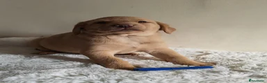 Labrador Retriever 3