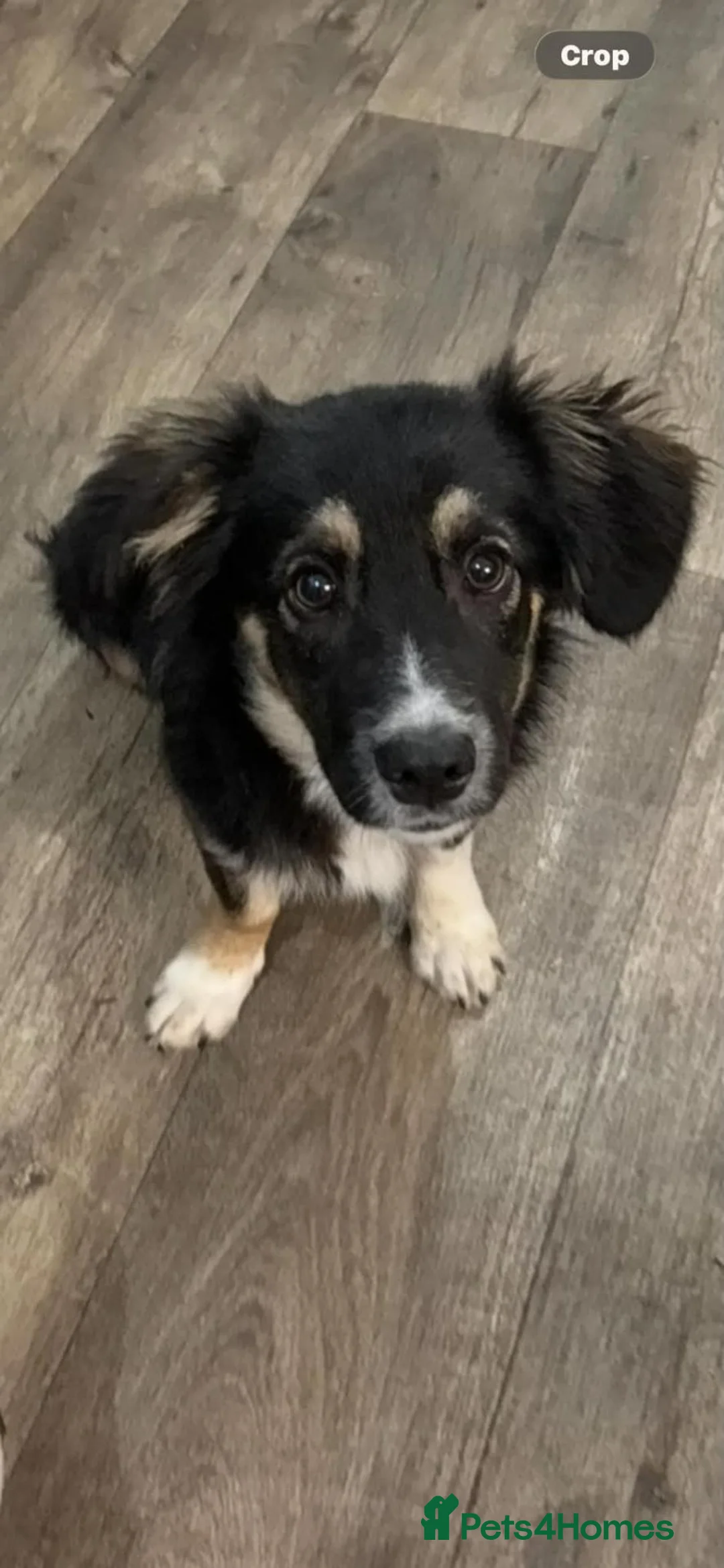 Mixed Breed dogs for adoption: Dolly ❤️  in Minehead - Advert 2