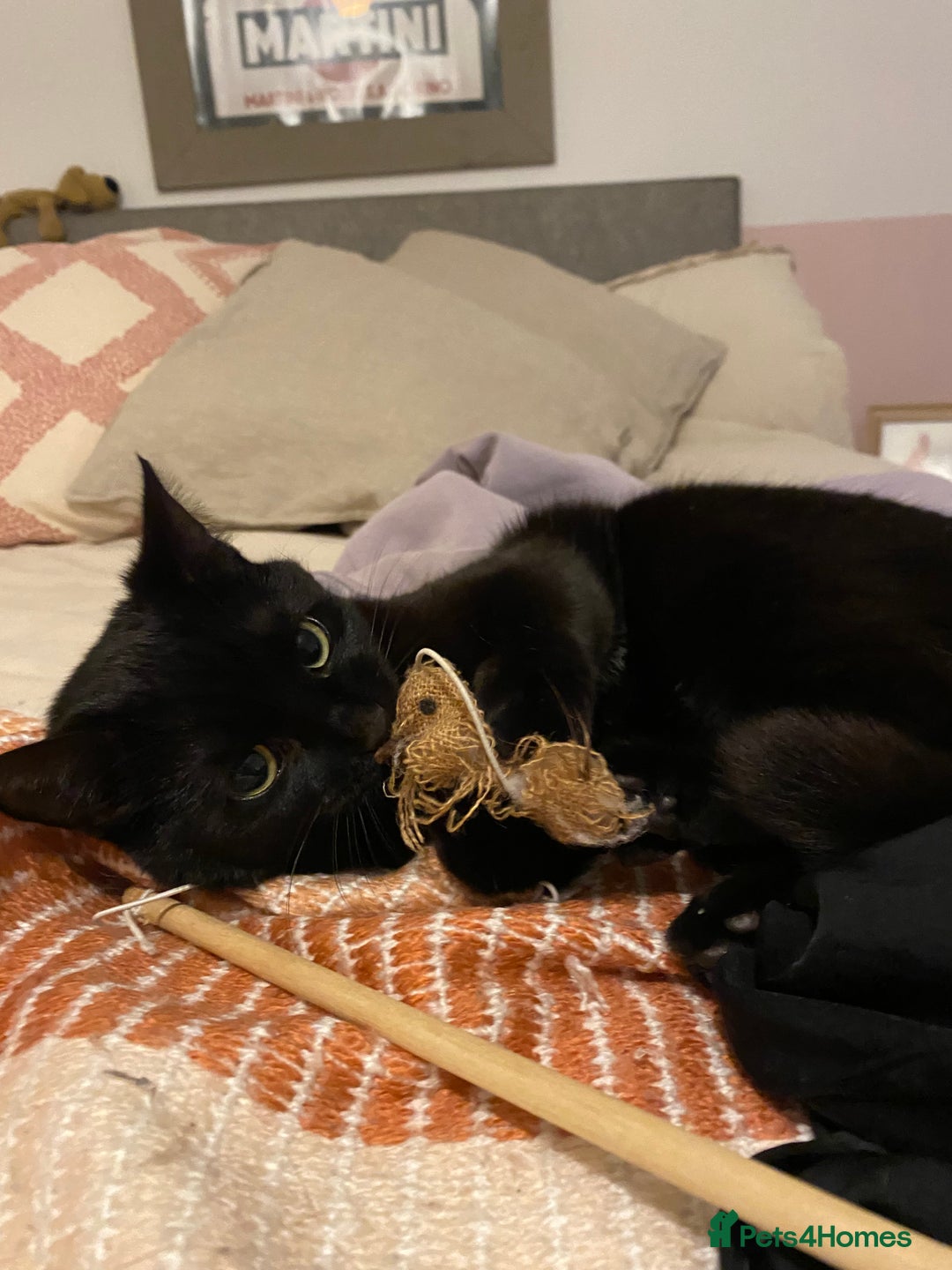 Domestic Shorthair cats for sale: Female cat for rehoming  - Image 6