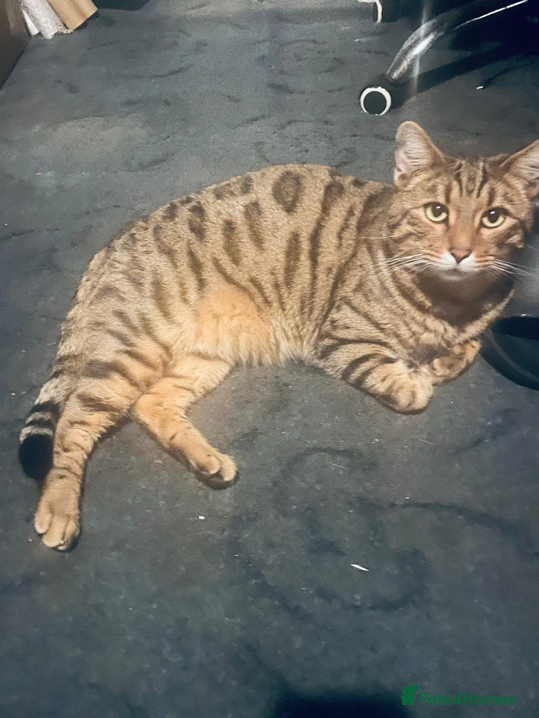 Bengal cats for sale: Two pure bengal male cats  - Advert 3