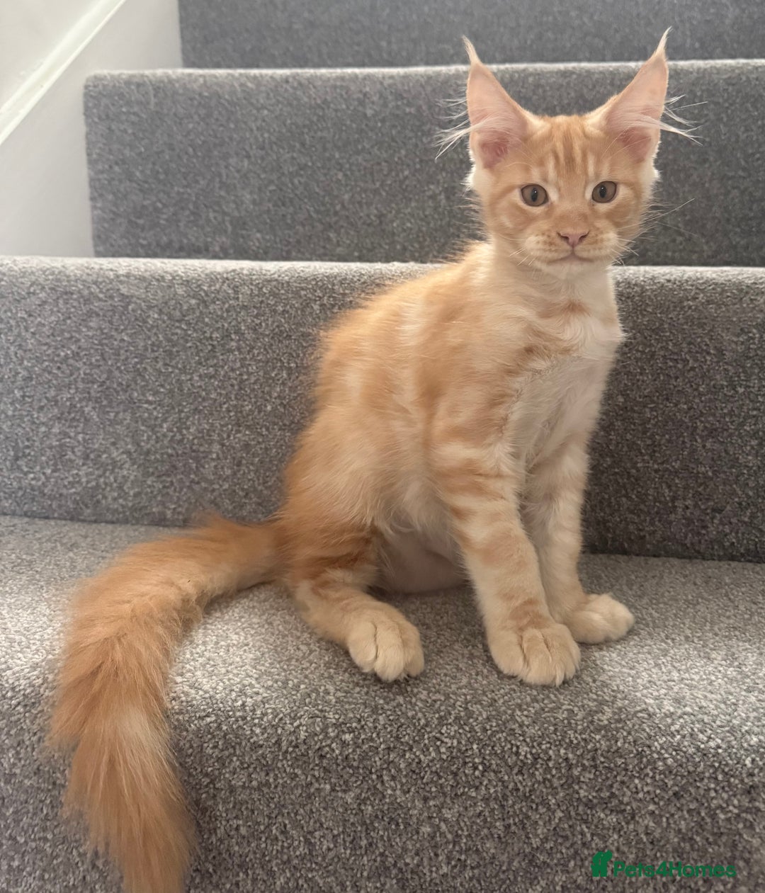 Maine Coon cats for sale: Red silver boy available. - Image 5