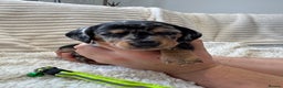Dachshund dogs for sale: 6 Stunnig Standard Dachshund Puppies - Advert 1