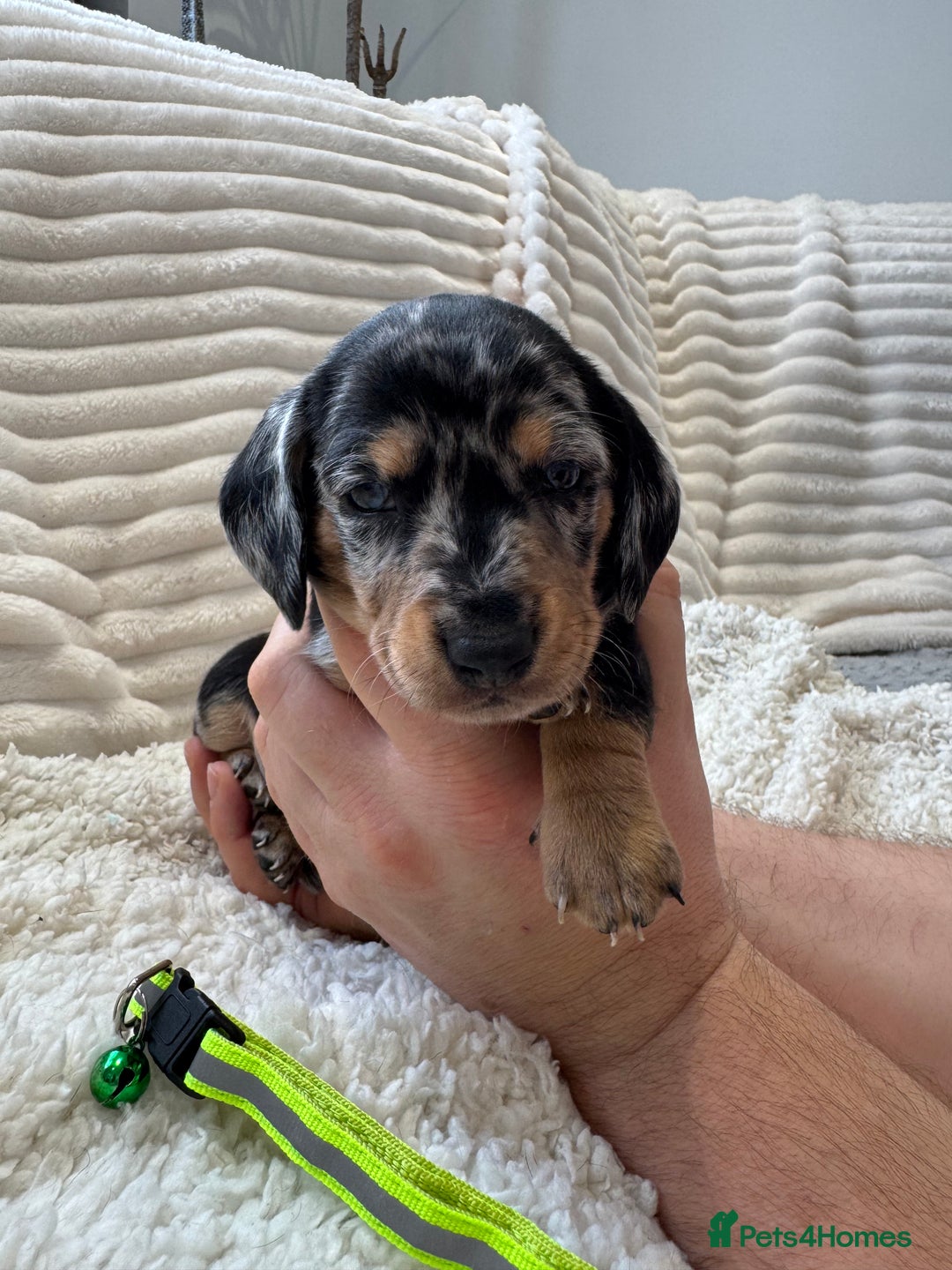 Dachshund dogs for sale: 6 Stunnig Standard Dachshund Puppies - Advert 1