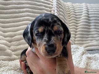 Dachshund dogs 6 Stunnig Standard Dachshund Puppies - Advert 3