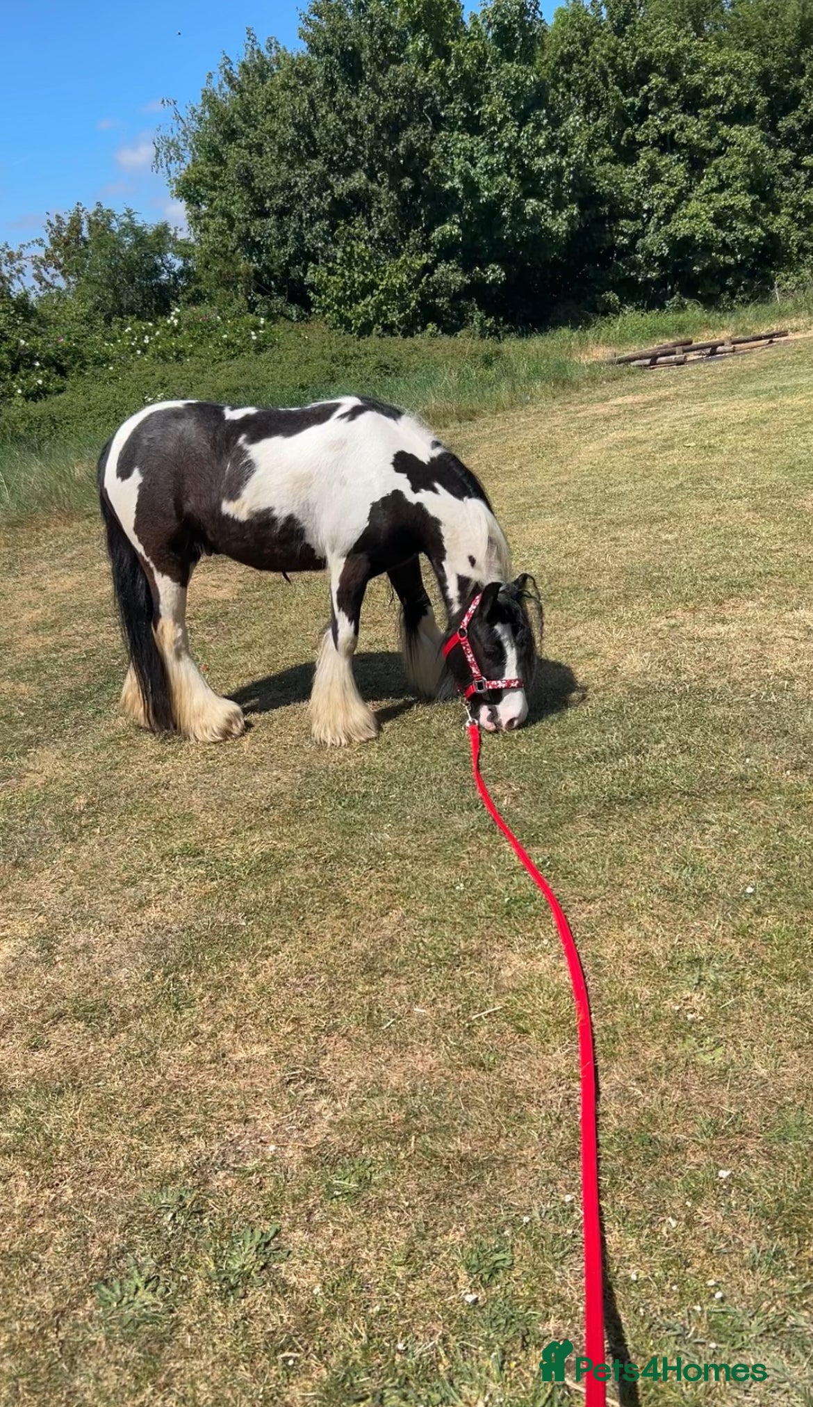 Irish Cob horses ⭐️TYSON⭐️ - Advert 6