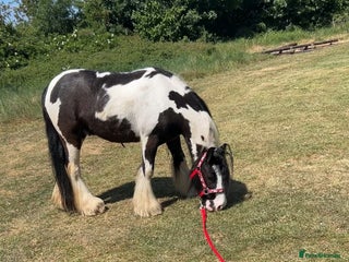 Irish Cob horses ⭐️TYSON⭐️ - Advert 1