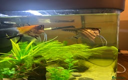 Angelfish fish for sale: Stunning Angel fish  - Advert 1