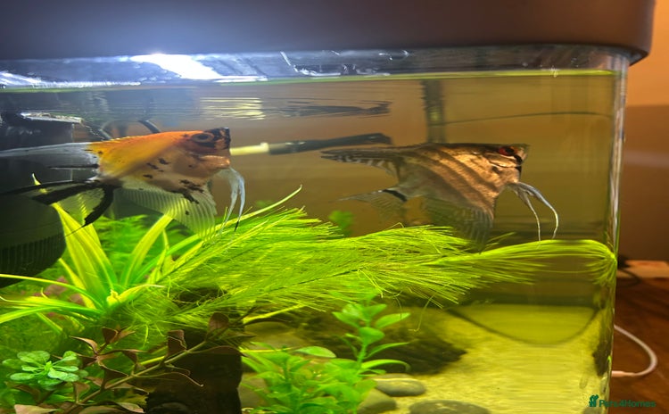 Angelfish fish Stunning Angel fish  - Advert 1