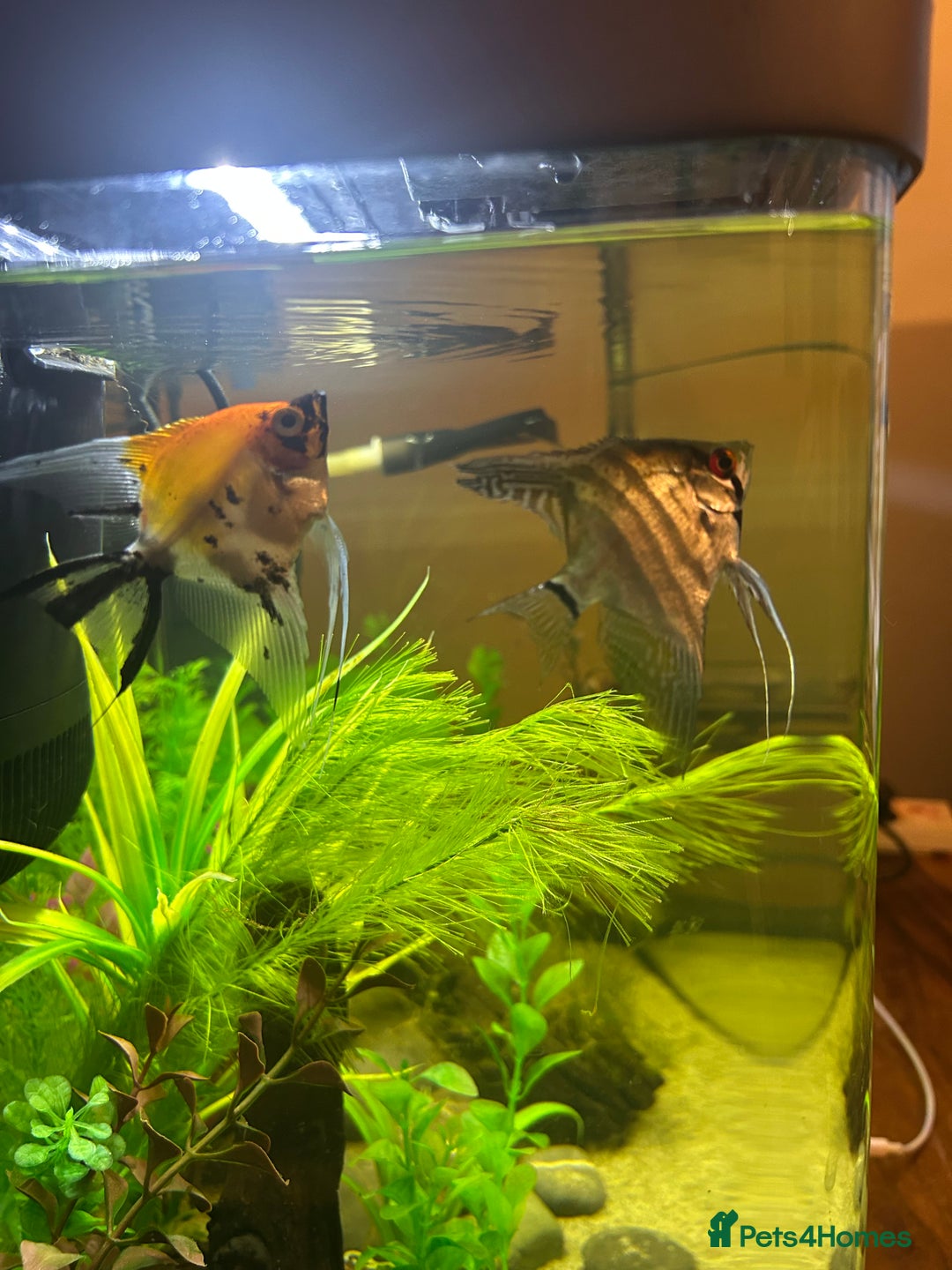 Angelfish fish for sale: Stunning Angel fish  - Advert 1