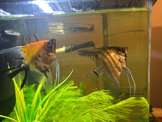 Angelfish fish Stunning Angel fish - Advert 1