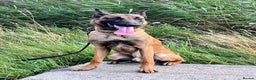 Belgian Shepherd Dog dogs for stud: NASDU2 KC Malinois Import for Stud - Advert 4