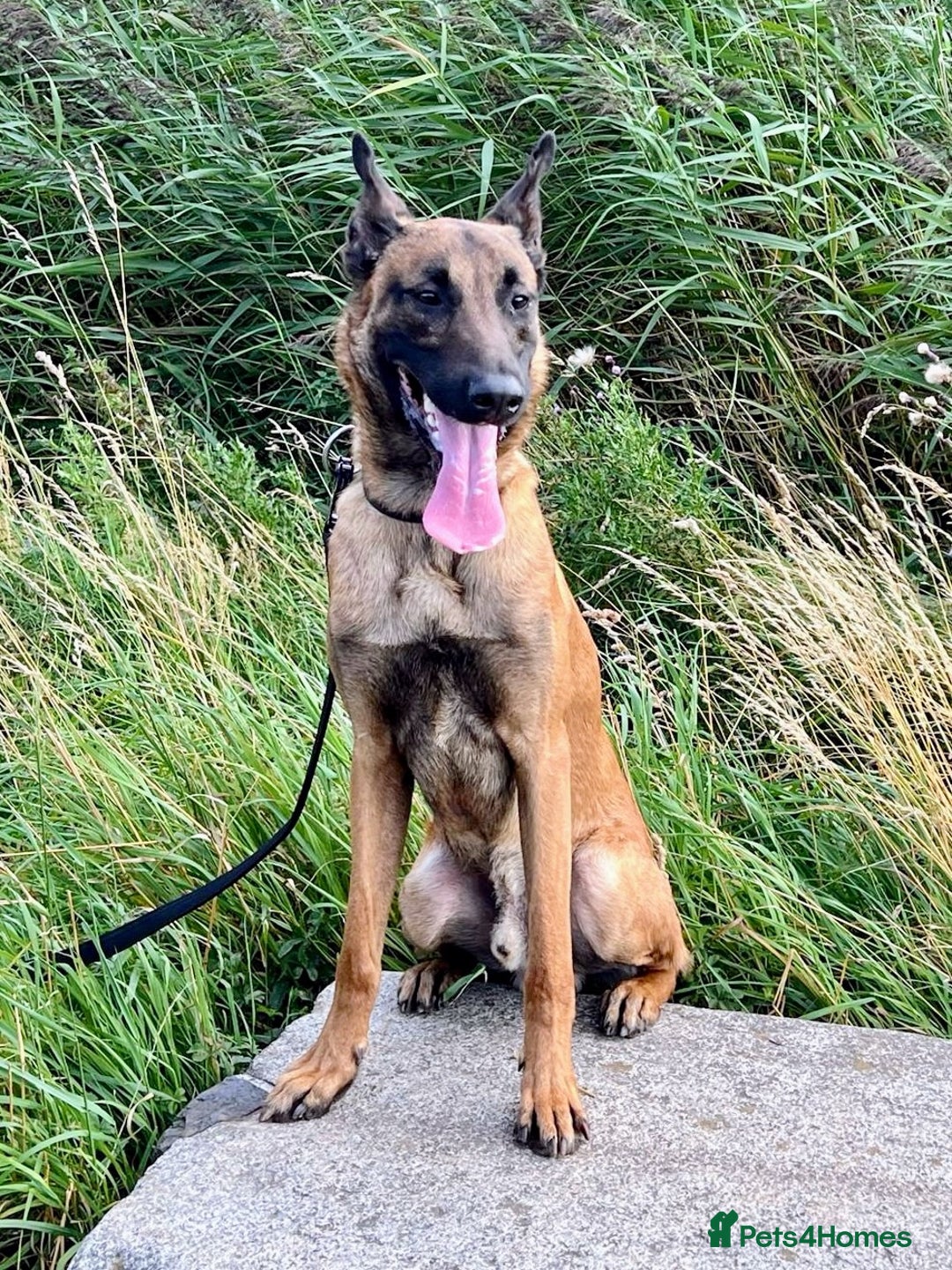 Belgian Shepherd Dog dogs for stud: NASDU2 KC Malinois Import for Stud - Advert 4