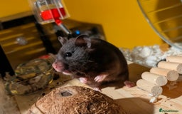 Hamster rodents for sale: Female Syrian for Adoption  - Image 3