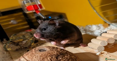 Hamster rodents - Advert 5