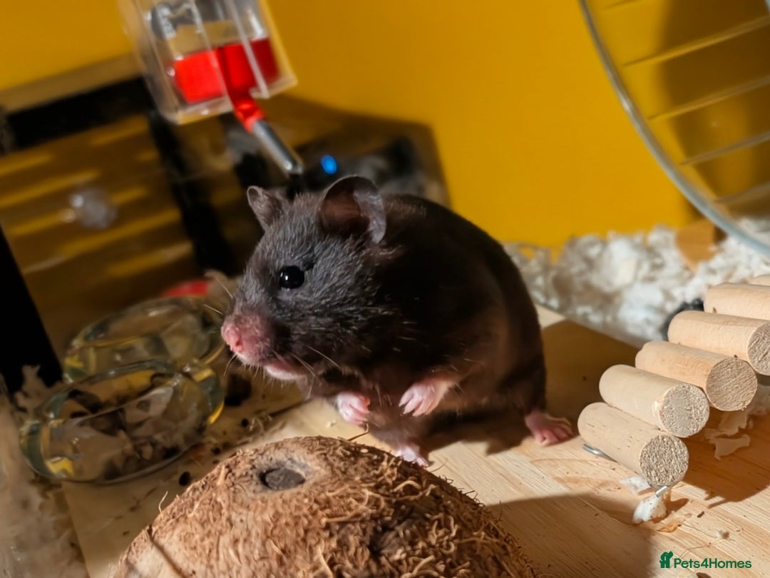 Hamster rodents for sale: Female Syrian for Adoption  - Image 3