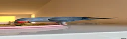 Ringnecks birds for sale: Hand reared indian ringneck babies - Advert 9