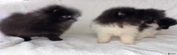 Pomeranian dogs for sale: Pomeranian puppy’s  - Advert 4