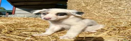 Border Collie dogs for sale: Stunning collie puppies for sale - Advert 5