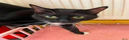Mixed Breed cats for sale: ** Rescues cats looking for furever home ** - Advert 5