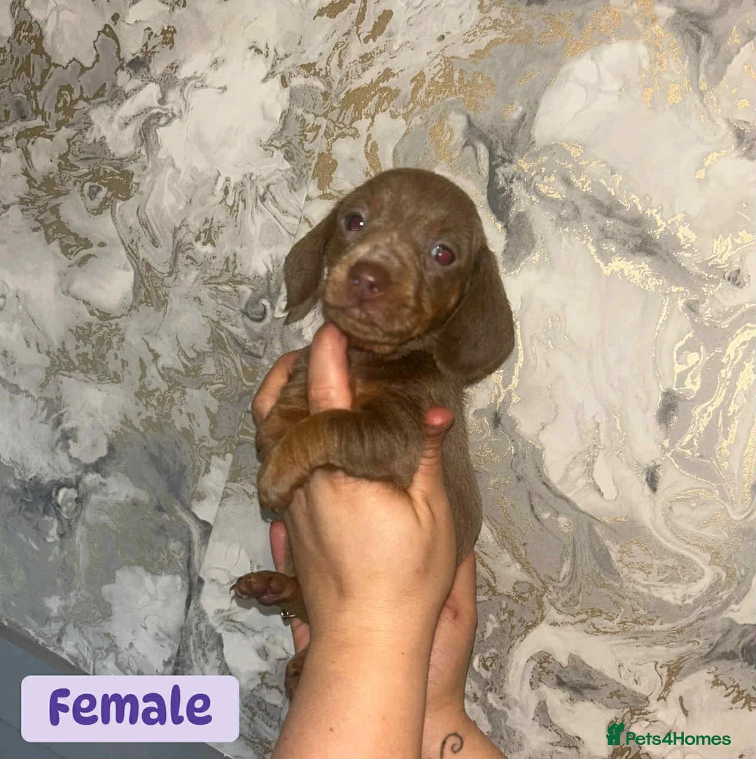 Miniature Dachshund dogs for sale: Minature Dachshund puppys  - Advert 9