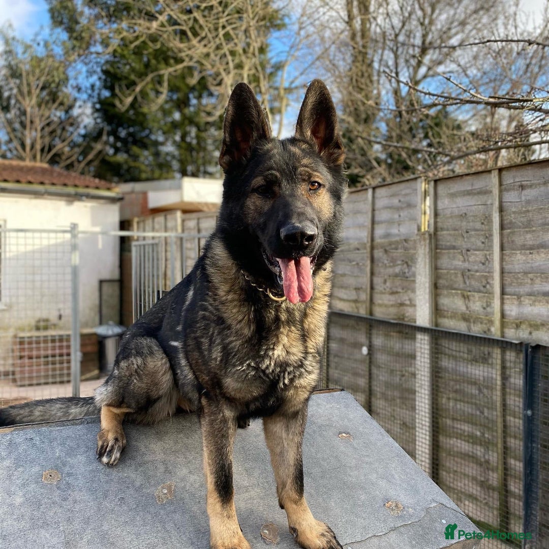 German Shepherd dogs for sale: KC Registered German Shepards Puppies  - Image 11
