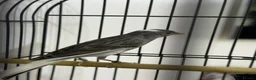 Canaries birds for sale: Canarie - Advert 1