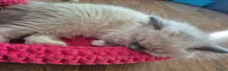 Ragdoll cats for sale: Ragdoll Kittens TICA Registered - Advert 13