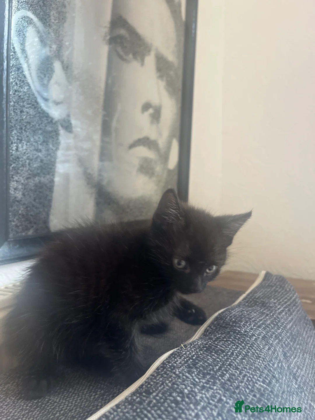 Mixed Breed cats for sale: 3 kittens for sale  in Deeside - Advert 2