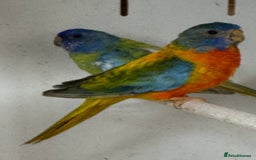 Parakeets birds for sale: A breeding pair of Splendids  - Image 3