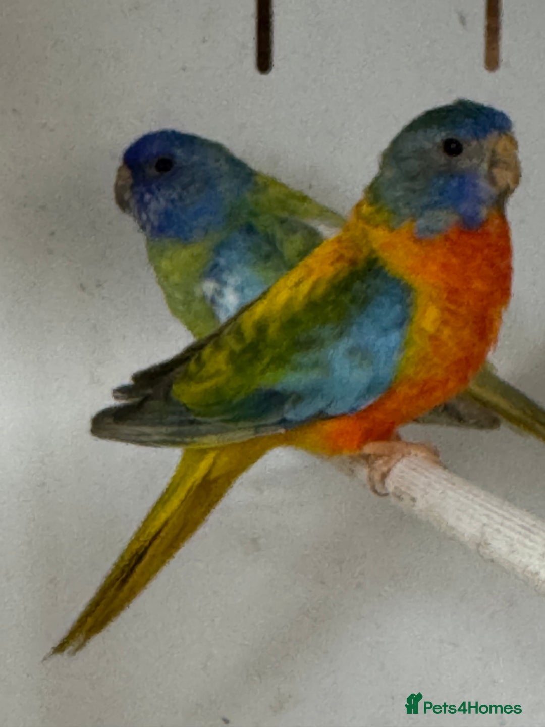 Parakeets birds for sale: A breeding pair of Splendids  - Image 3