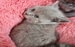 British Shorthair cats for sale: British shorthair kittens lilac/blue - Image 28