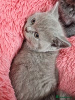 British Shorthair cats - Advert 4